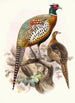 Phasianus formosanus - Joseph Smit — visning af kunstværket