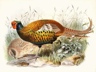 Joseph Smit - Phasianus insignis.webp