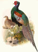Phasianus versicolor - Joseph Smit — visning af kunstværket