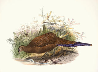 Poule de Sumatra - Joseph Smit — visning af kunstværket