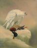 Gyrfalcon - Joseph Wolf — visning af kunstværket
