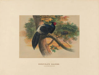 Joseph Wolf - Horsfields Kaleege.webp