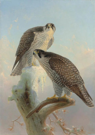 Joseph Wolf - Norwegian gyrfalcon.webp