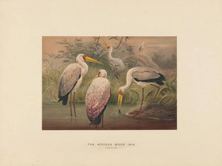 Joseph Wolf - The African WoodIbis.webp