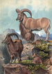 L'Aoudad - Joseph Wolf — visning af kunstværket