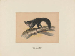 L'Aye-Aye - Joseph Wolf — visning af kunstværket