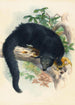 Le Binturong - Joseph Wolf — visning af kunstværket