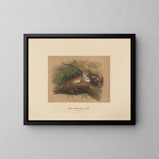Joseph Wolf - The Canadian Lynx.webp