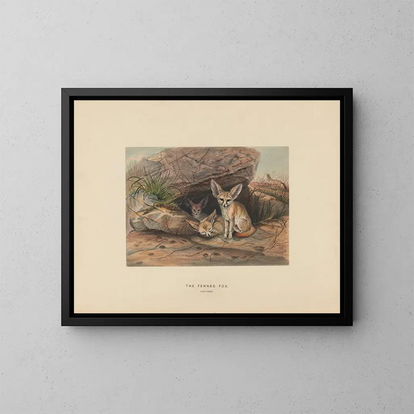 Le fennec - Joseph Wolf — indrammet kunstværk på væggen