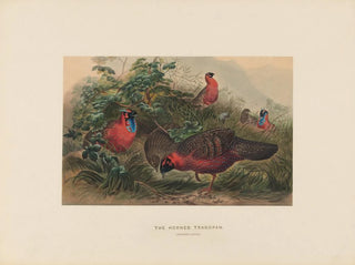 Le Tragopan cornu - Joseph Wolf — visning af kunstværket