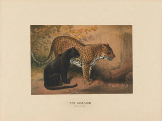 Le Leopard - Joseph Wolf — visning af kunstværket