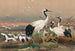 La Grue de Mandchourie - Joseph Wolf — visning af kunstværket