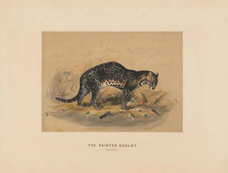 L'ocelot malet - Joseph Wolf — visning af kunstværket