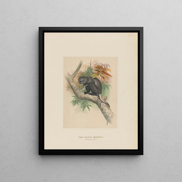 Joseph Wolf - The Pluto Monkey.webp