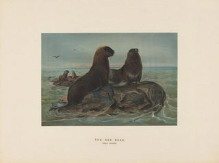 L'ours de mer - Joseph Wolf — visning af kunstværket