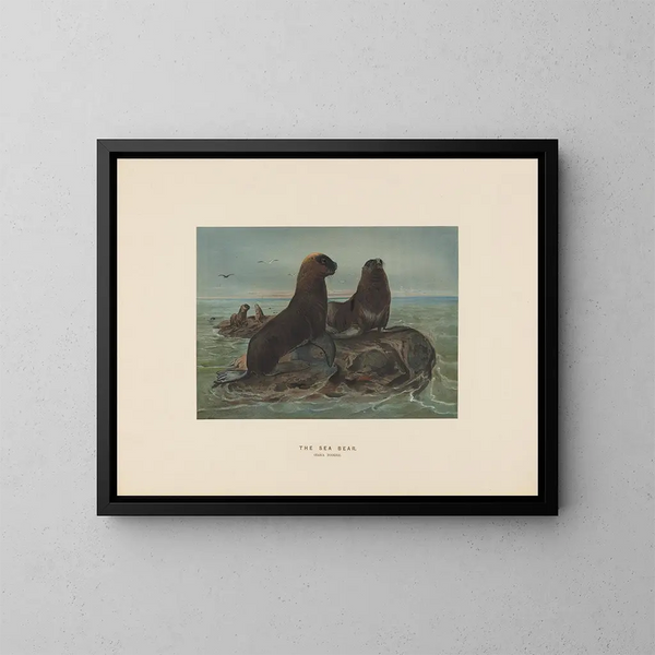 L'ours de mer - Joseph Wolf — indrammet kunstværk på væggen
