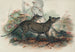 Le Thylacine - Joseph Wolf — visning af kunstværket