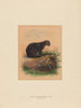 Le chat Yaguarundi - Joseph Wolf — visning af kunstværket