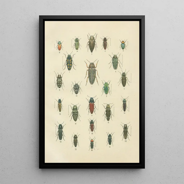 Karl Neunzig - The beetles of Europe Pl10.webp
