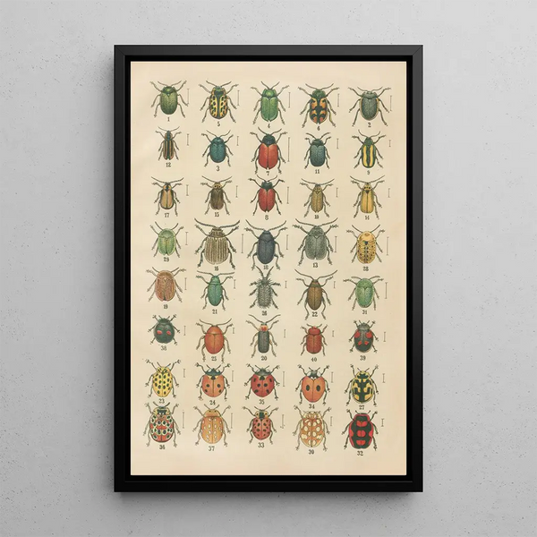 Karl Neunzig - The beetles of Europe Pl20.webp
