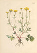 Illustration og populær beskrivelse af fyrreogfirs plantegiftige planter Pl05 - Karl Wilhelm Juch — visning af kunstværket