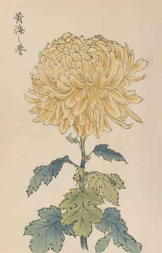 Keika Hasegawa - Keika hyakugiku Pl33.webp