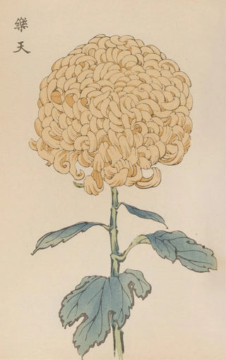 Keika Hasegawa - Keika hyakugiku Pl35.webp