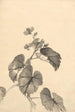 Branche de bégonia en fleurs - Kono Bairei — visning af kunstværket