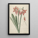 Amaryllis Haworthia Margaritiferas - Laurens Jacobsz van der Vinne — indrammet kunstværk på væggen