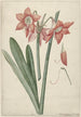 Amaryllis Haworthia Margaritiferas - Laurens Jacobsz van der Vinne — visning af kunstværket