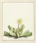 Mésembryanthème à fleurs - Laurens Vincentsz van der Vinne — visning af kunstværket