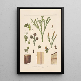 Leon Gabriel Charles Parde - Iconographie des coniferes Pl05.webp