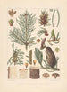 Iconographie des conifères Pl17 - Léon Gabriel Charles Parde — visning af kunstværket