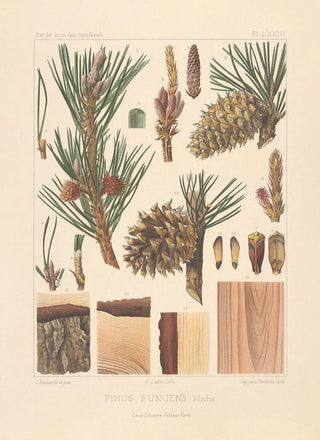 Leon Gabriel Charles Parde - Iconographie des coniferes Pl31.webp
