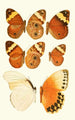 Novitates zoologicae pl 2 - Lionel Walter Rothschild — visning af kunstværket
