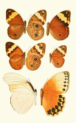 Lionel Walter Rothschild - Novitates zoologicae pl 2.webp