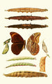 Novitates zoologicae pl 3 - Lionel Walter Rothschild — visning af kunstværket