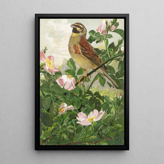 LoPaul Robert - Bruant Zizi.webp