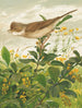Fauvette grisette - Léon-Paul Robert — visning af kunstværket