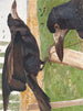 Freux corbeau - Léon-Paul Robert — visning af kunstværket