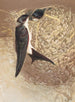 Hirondelle de fenêtre - Léon-Paul Robert — visning af kunstværket