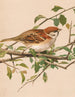 Moineau friquet - Léon-Paul Robert — visning af kunstværket
