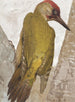 Pic vert - Léon-Paul Robert — visning af kunstværket