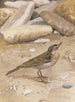 Pipit spioncelle - Léon Paul Robert — visning af kunstværket