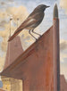 Rougequeue - Léon Paul Robert — visning af kunstværket