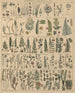Illustrationer til den generelle naturhistorie af Oken for alle klasser Pl010 - Lorenz Oken — visning af kunstværket
