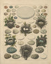 Illustrationer til den generelle naturhistorie af Oken for alle klasser Pl027 - Lorenz Oken — visning af kunstværket