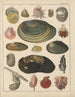 Illustrationer til den generelle naturhistorie af Oken for alle klasser Pl034 - Lorenz Oken — visning af kunstværket