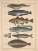 Illustrationer til den generelle naturhistorie af Oken for alle klasser Pl094 - Lorenz Oken — visning af kunstværket