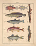 Illustrationer til den generelle naturhistorie af Oken for alle klasser Pl099 - Lorenz Oken — visning af kunstværket